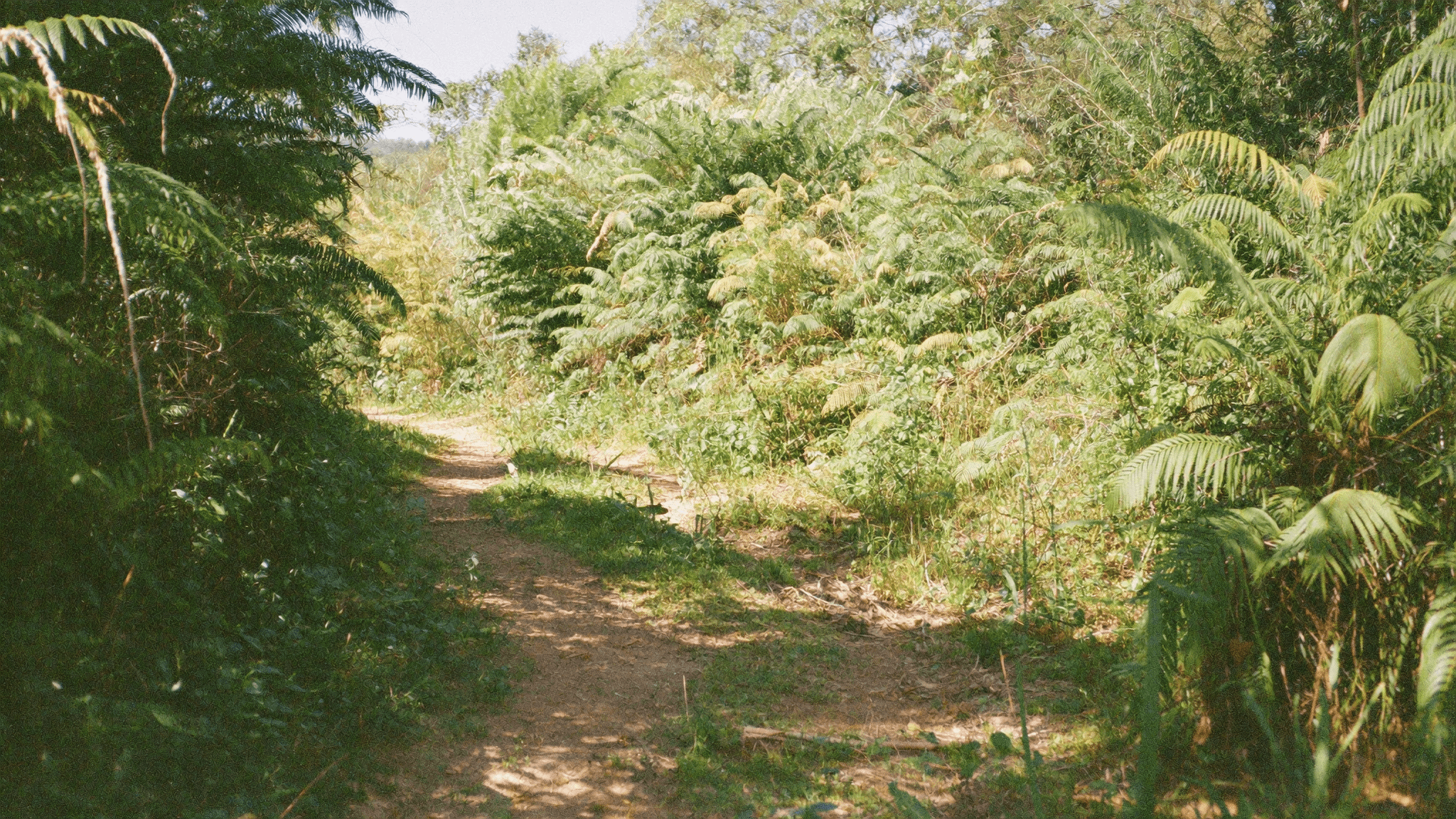 Trail through green New Zealand native bush in warm light
